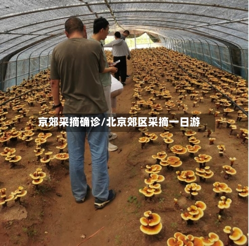 京郊采摘确诊/北京郊区采摘一日游