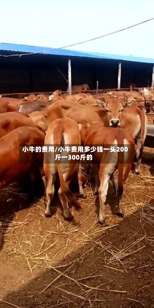 小牛的费用/小牛费用多少钱一头200斤一300斤的